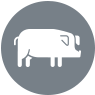 cerdo